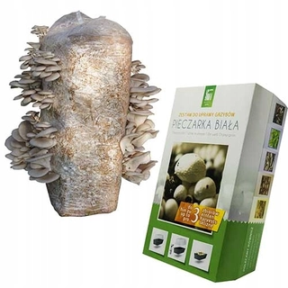 Huby na pestovanie - HLIVA USTRICOVÁ mycelium bal 15kg hliva ustricová
