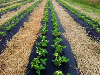 Agrotextília - Mulčovacia agrotextília (proti burine) InterOgrody čierna 120 x 1600 cm 0,55 g/m²