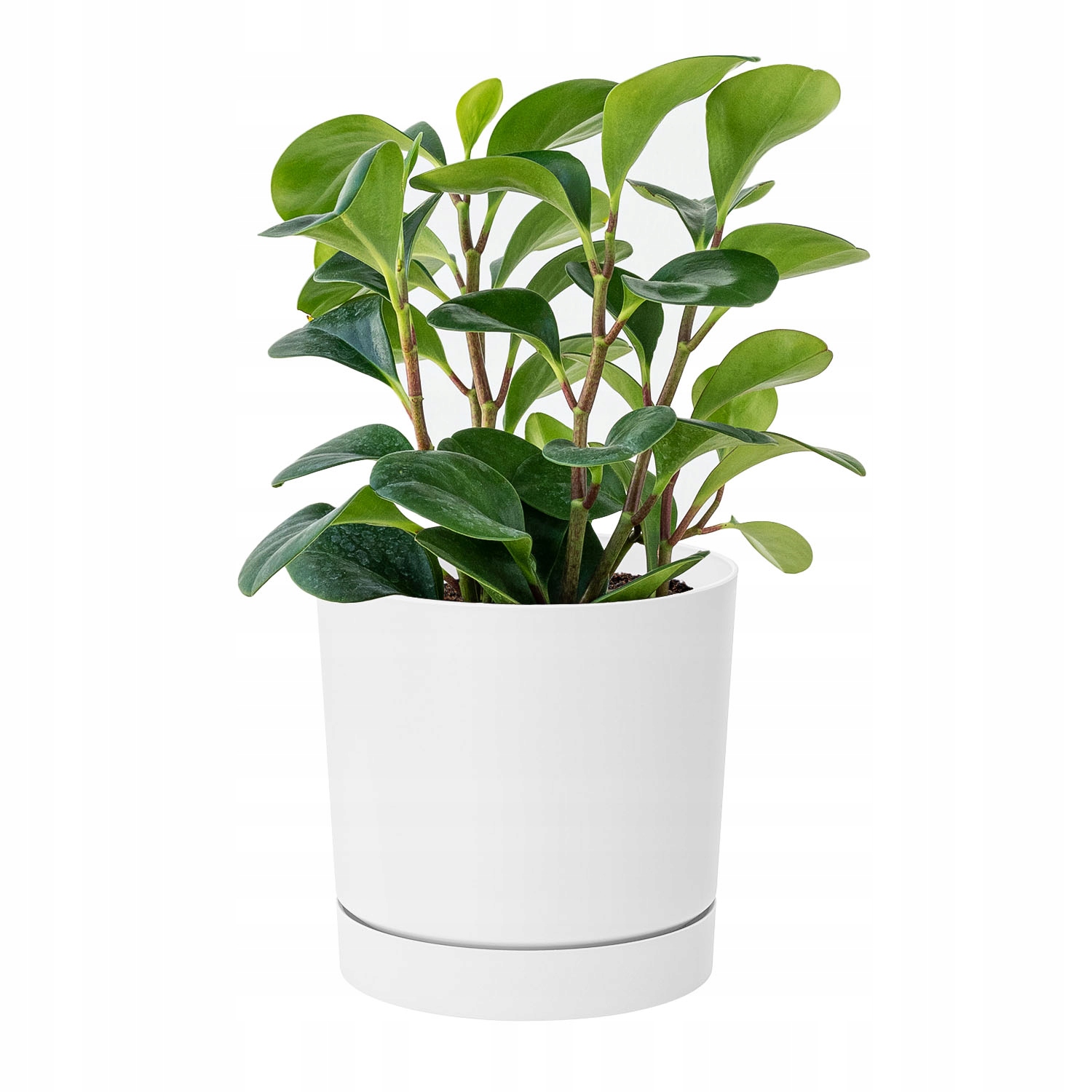 Kvetináč Prosperplast 30 cm x 30 x 28 cm priemer 30 cm plastový biely