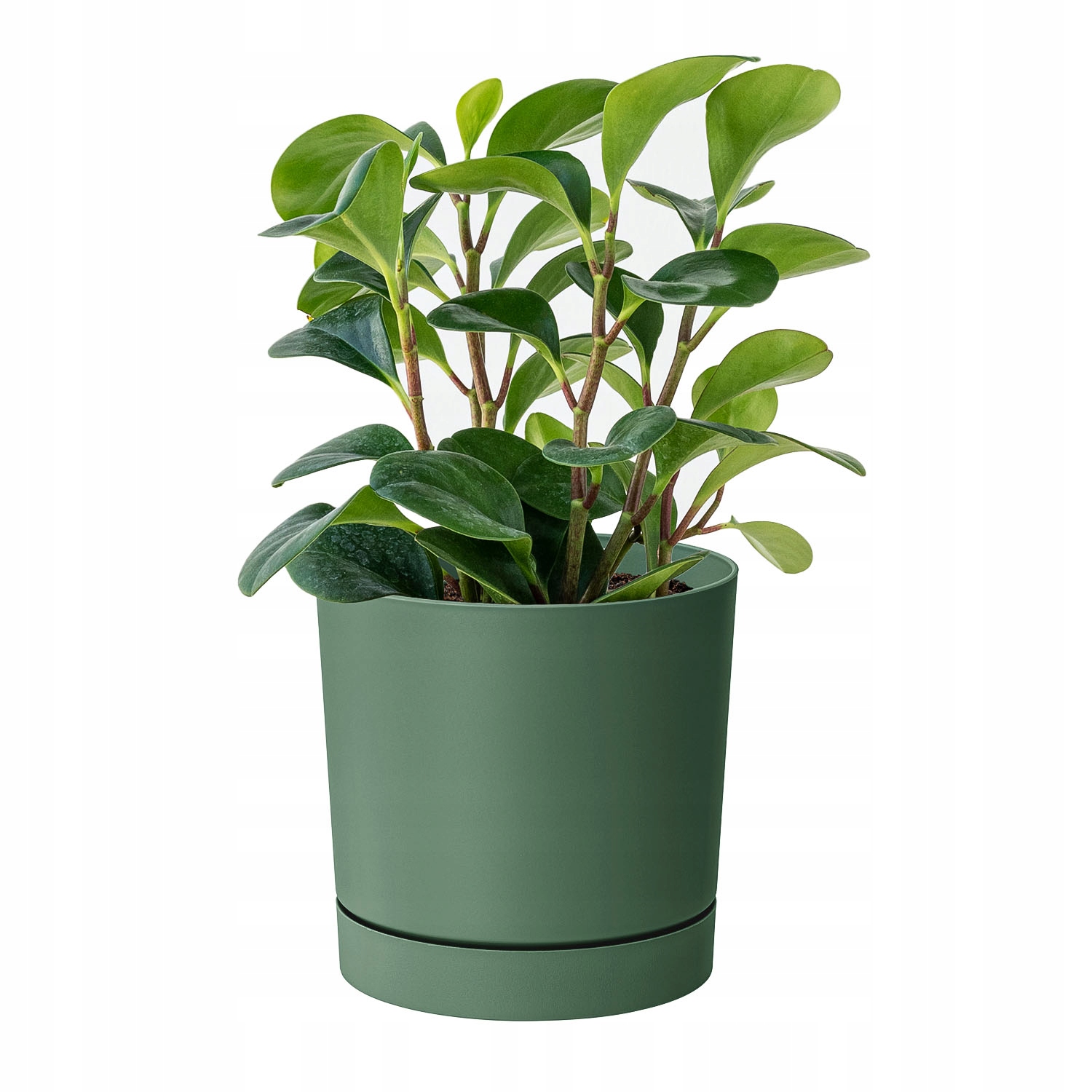 Prosperplast kvetináč 30 cm x 30 x 28 cm priemer 30 cm plastové odtiene zelenej
