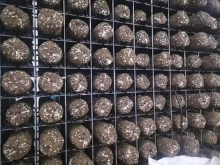 Huby na pestovanie - Shiitake mycélium Tvrdidlo balíkov poľského dodávateľa