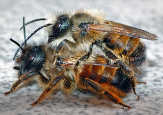 Včelia kráľovná - Mason bee cocoons 200ks + tipy, kniha, atlas v PDF