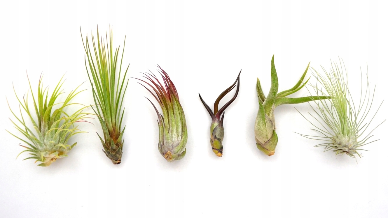 TILLANDSIA, 6 KS, NA ZAČIATOK! lietadlo