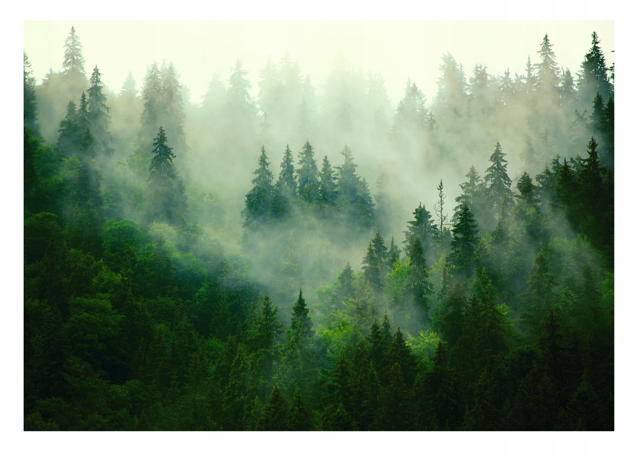 Foggy lesná nástenná maľba v škandinávskom štýle 416x254