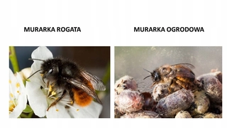 Včelia kráľovná - SET 2 DRUHOV - včielka červená + zámotky chrobáka rohatého