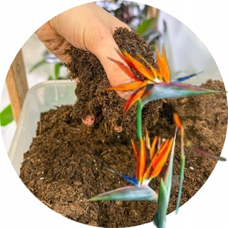 Záhradná pôda - Zemina pre Strelitzia Premium Dedicated Substrate 13L