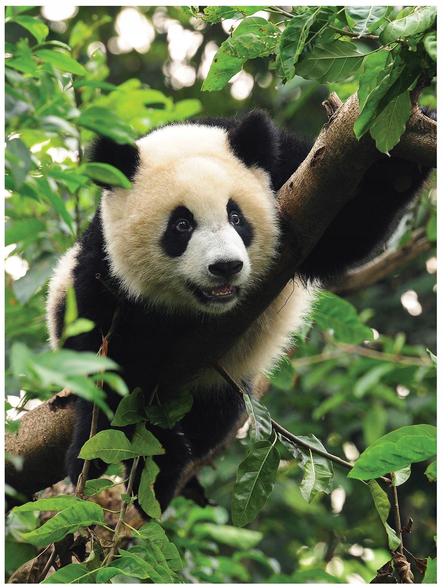 Panda medvedík fototapeta fototapeta na stenu 184 x 254